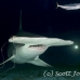 shark_hammerhead_great_bim_h_0184_bim0226.jpg